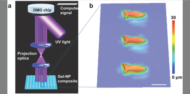 Illustrazione schematica del metodo di fabbricazione: a. la luce UV illumina gli specchi DMD, generando lo schema ottico predisposto dal computer. Lo schema è proiettato su una soluzione fotosensibile in maniera da fabbricare uno strato alla volta; b. immagine microscopica dei microfish stampati. Scala di riferimento, 100 µm (Immagine: UC San Diego)