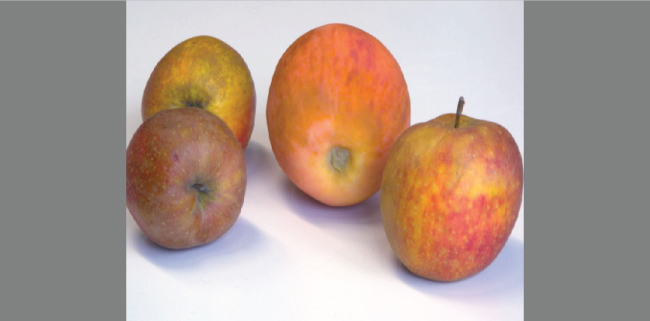 Solo una delle mele è stampata in 3D. (Foto: Brunton et al.)