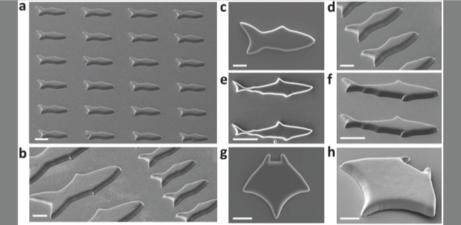 a. matrice uniforme di microfish; b. microfish di diverse misure; c-h. microfish di diverse forme: pesce, squalo, manta.Scala di riferimento, 50 µm. (foto: UC San Diego)