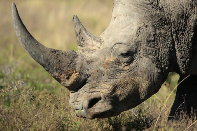 Ntombi, rinoceronte nero che sarà usato per lo studio del genoma compelto della specie. (Foto: Experiment)
