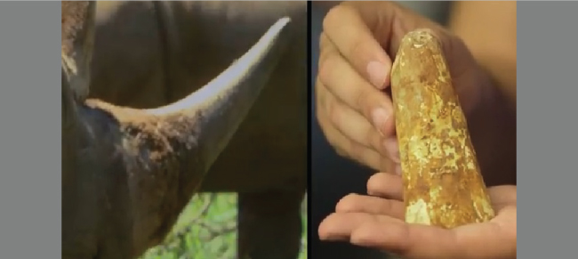 A sinistra, corno di rinoceronte di un animale in natura; a destra, la riproduzione della Pembient. (Immagine tratta dal video di Seeker Stories)