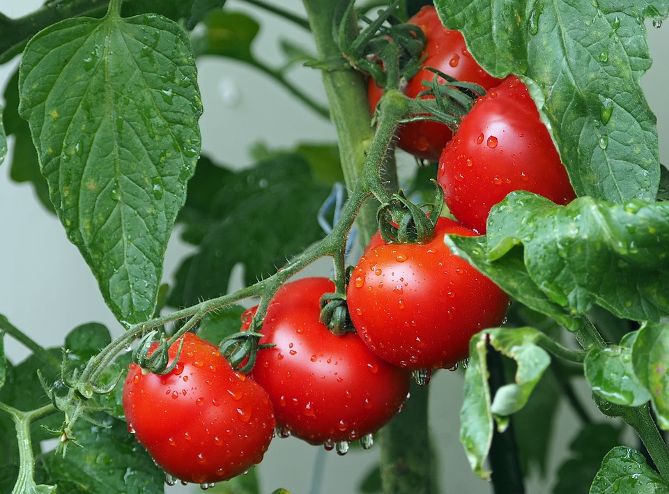 Visualizza il contenuto: Progetto Innovazione - Gli appalti innovativi nel settore dell'Agrifood