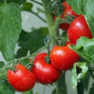 Visualizza il contenuto: Progetto Innovazione - Gli appalti innovativi nel settore dell'Agrifood